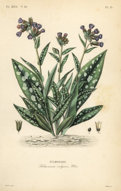 Lungeurt, Pulmonaria officinalis, Pulmonaria vulgaris, Pulmonaire av Unbekannt