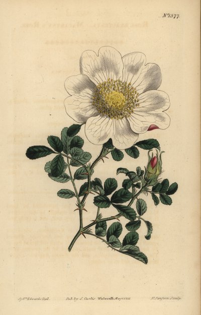 Macartneys rose, Rosa bracteata av Unbekannt