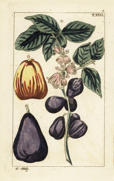 Malayisk eple, Syzygium malaccense. av Unbekannter Künstler