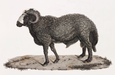 Pattedyr: en vær med stor hale av Unbekannt