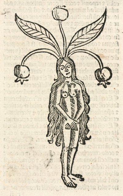 Mandrake (kvinnelig form) av Unbekannt