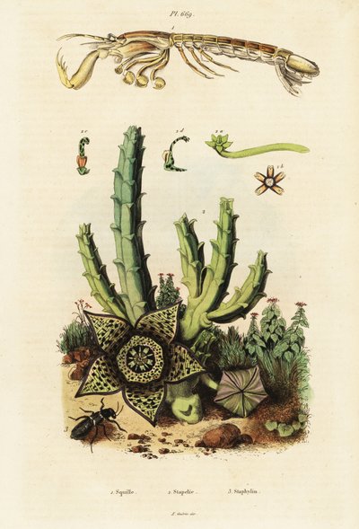 Mantis reker, stjerneblomst og bille., 1834-1839 (gravering) av Unbekannter Künstler