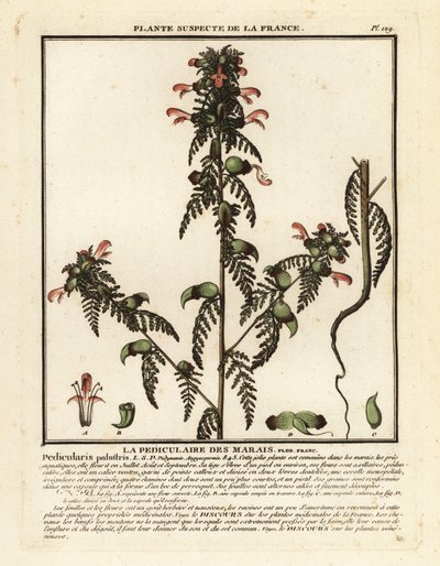 Myrlusurt, Pedicularis palustris. av Unbekannter Künstler