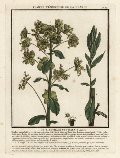 Myrspurge, Euphorbia palustris. av Unbekannter Künstler