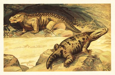 Mastodonsaurus og Pareiasaurus.1908 (litografi) av Unbekannter Künstler