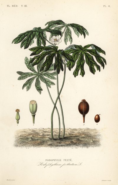 Mayapple eller amerikansk mandrake, Podophyllum peltatum, Podophylle pelte av Unbekannt