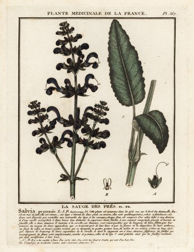 Engle, Salvia pratensis. av Unbekannter Künstler