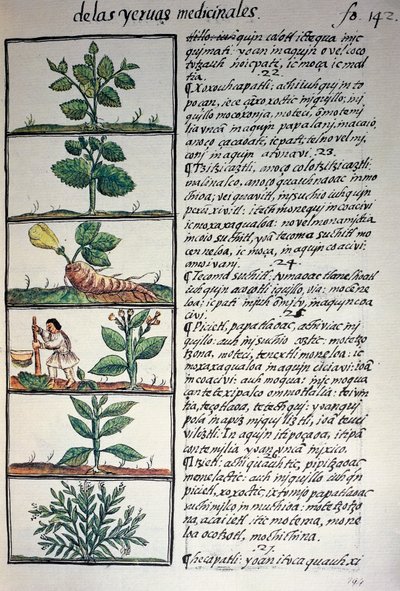 Medisinplanter, tekst i Nahuati, fra faksimile av manuskript General History of Things of New Spain, også kjent som Florentine Codex, av Bernardino de Sahagun av Benjamin Baud