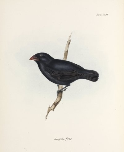 Medium Ground Finch, Galapagosøyene, ca 1832-1836 av Unbekannter Künstler
