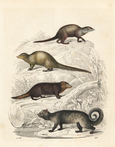 Meerkat, Suricata suricatta 1, indisk grå mangust, Herpestes Edwardsii 2, Common Kusimanse, Crossarchus obscurus 3 og asiatisk palmecivet, Paradoxurus hermaphroditus 4. Håndfarget litografi fra Carl Hoffmanns Book of the World, Stuttgart av Unbekannter Künstler