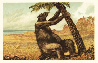 Megatherium americanum trekker på et palmetre.1908 (litografi) av Unbekannter Künstler