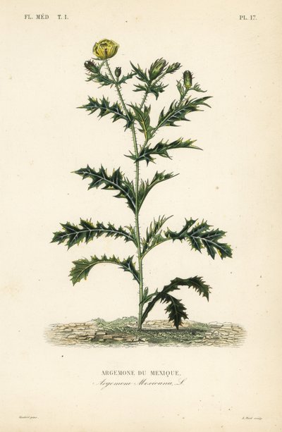 Meksikansk valmue eller blomstrende tistel, Argemone mexicana, Argemone du Mexique av Unbekannt
