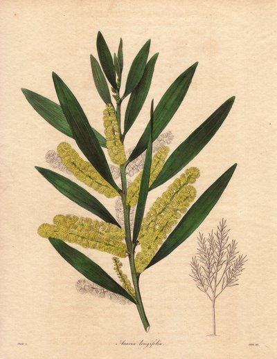 Mimosas larve (Acacia longifolia), busk med vedvarende løvverk, opptil 3 til 6 meter høy, med blomsterstand i lange, sitrongule epis, veldig duft. Plante hjemmehørende i New Holland (Australia), introdusert til Storbritannia i 1792. Illustrasjon av R av Unbekannter Künstler