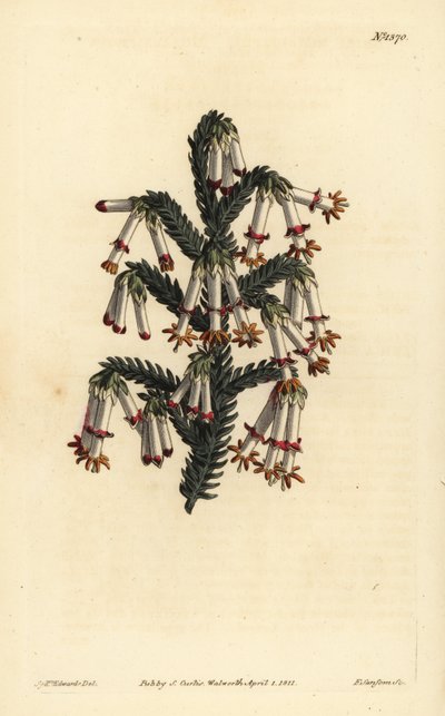 Monadelphous hei, Erica monadelpha av Unbekannt