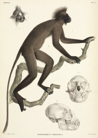 Ape- og hodeskalledetaljer, Sumatra, Indonesia av Unbekannt