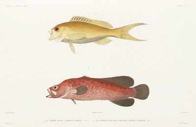Spraglete såpefisk og Ruby Anthias av Unbekannter Künstler