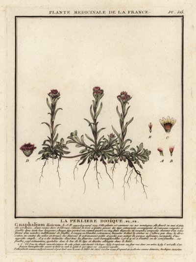 Fjell evig, Antennaria dioica. av Unbekannter Künstler
