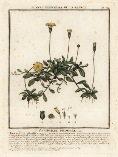 Musørehaukweet, Pilosella officinarum. av Unbekannter Künstler