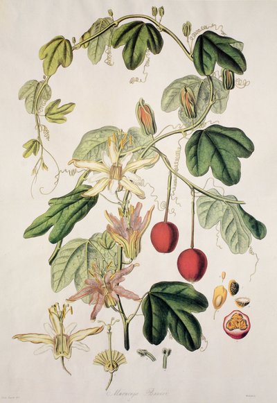 Murucuja baueri/pasjonsblomst/pasjonsblomst/pasjonsblomst av Unbekannt