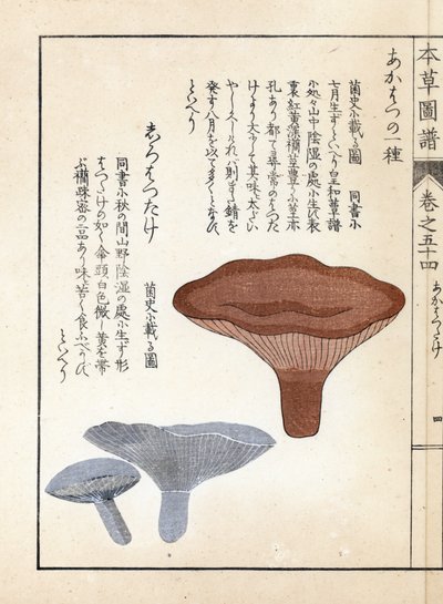 Sopp: akahatsu lacatire og hvit shirohatsudake - japansk trykk av Kanen Iwasaki (1786-1842), fra Honzo Zufu, illustrativ guide til medisinske planter av Unbekannter Künstler