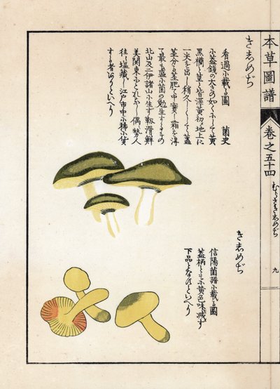 Sopp: varianter av ridder-tricholomer eller riddere (eller gule) - Japansk trykk av Kanen Iwasaki (1786-1842), fra Honzo Zufu, illustrerende guide til medisinplanter av Unbekannter Künstler