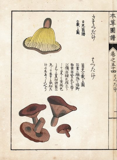 Sopp: varianter av melkeprecoces (spiselige) - Japansk trykk av Kanen Iwasaki (1786-1842), fra Honzo Zufu, illustrerende guide til medisinplanter av Unbekannter Künstler