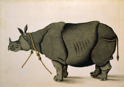 NHD-32 (47) Neshorn muligens fra Francis Buchanan-samlingen, ca. 1800, kunstner ukjent av Unbekannter Künstler