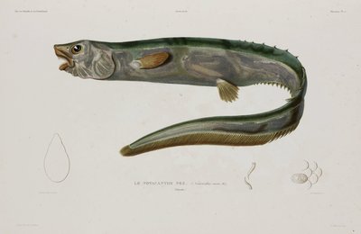 Natacanthus nasus, Island, tidlig på 1800-tallet av Unbekannter Künstler
