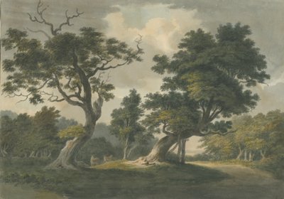 Needwood Forest: vannfargemaleri, nd [begynnelsen av 1800-tallet] av Unbekannt
