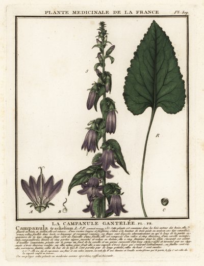 Brenneslebladklokke, Campanula trachelium. av Unbekannter Künstler
