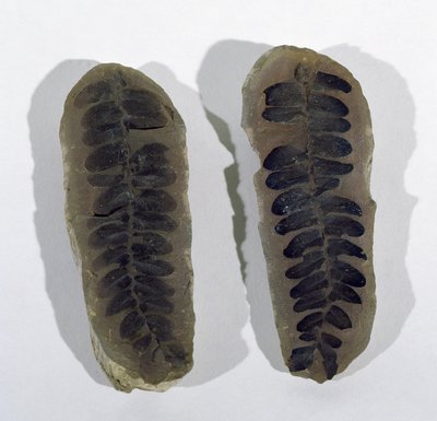 Neuropteris (Frond of Sea Fern) funnet ved Coseley, Staffordshire, Upper Carboniferous Period (bilde) av Unbekannt