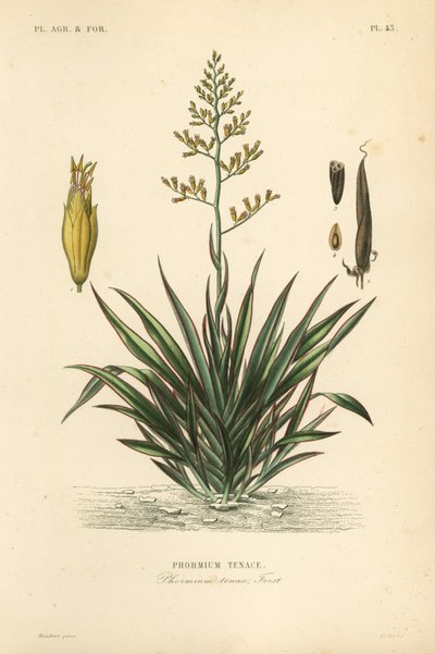 New Zealand lin eller harekeke, Phormium tenax, Phormium tenax av Unbekannt