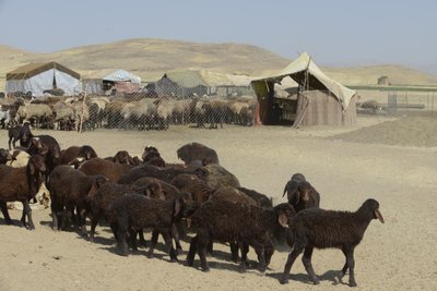 Nomadetelt mellom Tamar og Ashkhaneh, Iran 2022 (fotografi) av Unbekannter Künstler