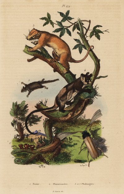 Northern common cuscus, Phalanger orientalis 3, gulbuket glider, Petaurus australis 4, feathertail glider, Acrobates pygmaeus 5, Peziza fungi 1 og Psygmatocerus wagleri bille 2 av Unbekannt