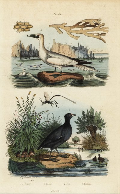 Nordhavssule, Morus bassanus 4, hønsehøne, Fulica rufifrons 5, Flustra foliacea tang 1,2 og Gasteruption veps 3 av Unbekannt