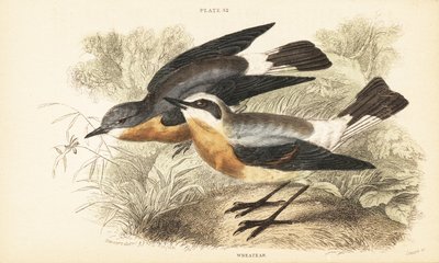 Nordlig hvete, Oenanthe oenanthe. 1889 (gravering) av Unbekannter Künstler