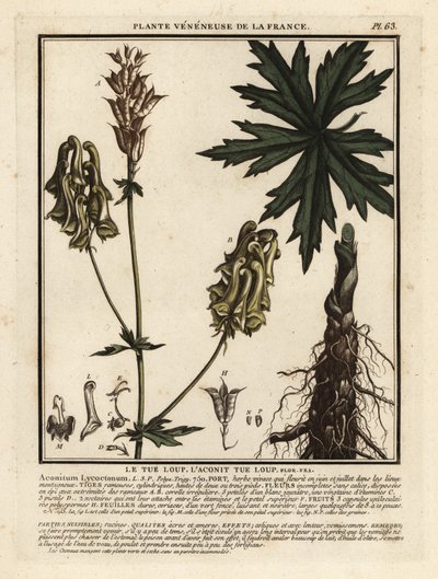 Nordlig ulvebane, Aconitum lycoctonum. av Unbekannter Künstler