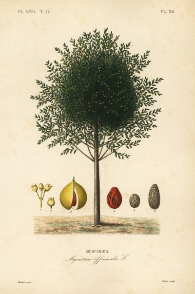 Muskat- og musketre, Myristica fragrans, Myristica officinalis, Muscadier av Unbekannt