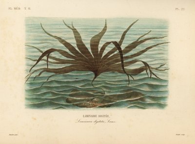 Tåre, Laminaria digitata, Finger Tare av Unbekannt