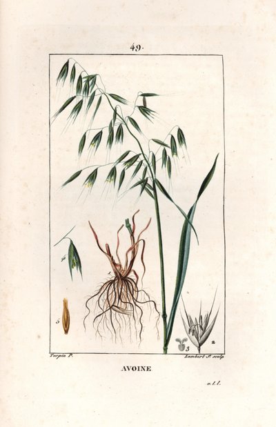 Havre Cultivee eller bysantinsk havre - Gravering av Lambert fils, etter en tegning av Pierre Jean Francois Turpin (1775-1840), hentet fra La flore medicale, av Chaumeton, Poiret et Chamberet, Paris 1830 - Havre, Avena sativa - Gravering av Lambert Junior  av Unbekannter Künstler