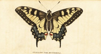 Old World svalehale, Papilio machaon., 1800 (gravering) av Unbekannter Künstler