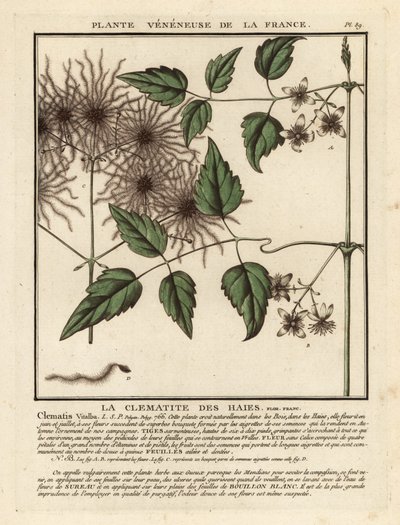 Gammelmannsskjegg, Clematis vitalba. av Unbekannter Künstler