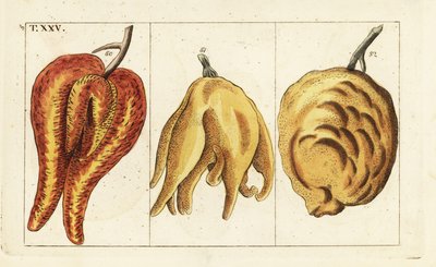 Appelsiner, misformede og løkeformer, Citrus aurantium. av Unbekannter Künstler