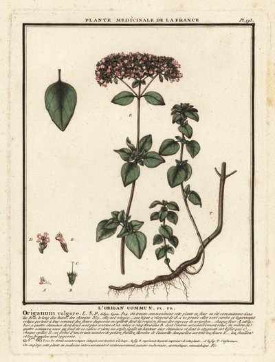 Oregano eller vill merian, Origanum vulgare. av Unbekannter Künstler
