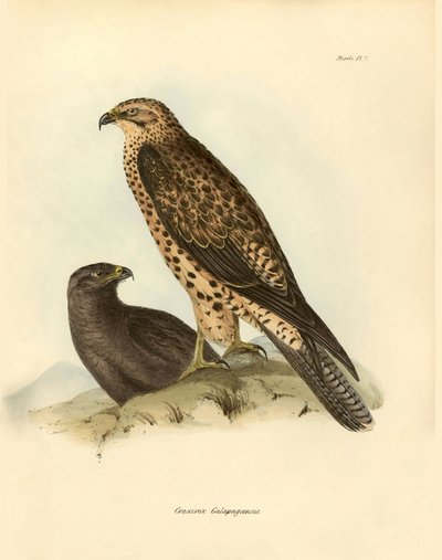 Ornitologi: «Craxirex Galapagoensis»-dysen fra Galapagos beskrevet av Charles Darwin (1809–1882) under ekspedisjonen hans om bord på Beagle. Platte fra «Fugler beskrevet av John Gould, med melding om deres vaner» av Charles Darwin. av Unbekannter Künstler