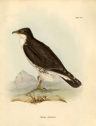Ornitologi: «Milvago albogularis» eller caracara beskrevet av Charles Darwin (1809–1882) under ekspedisjonen hans ombord på Beagle. Platte fra «Fugler beskrevet av John Gould, med melding om deres vaner» av Charles Darwin. av Unbekannter Künstler