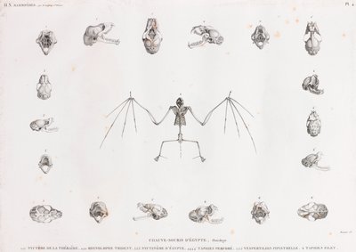 Osteologie von Fledermäusen in Ägypten von Unbekannt