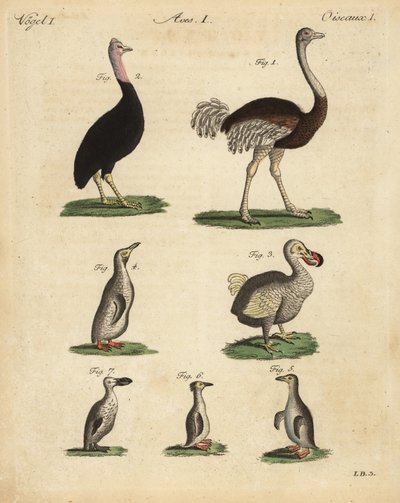 Struts, kamelstruts, kasuar, strutsstruts, utdødd dodo, Raphus cucullatus og pingvinarter av Unbekannt