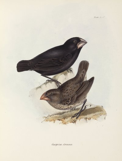 Finkepar, Galapagosøyene, ca 1832-1836 av Unbekannt