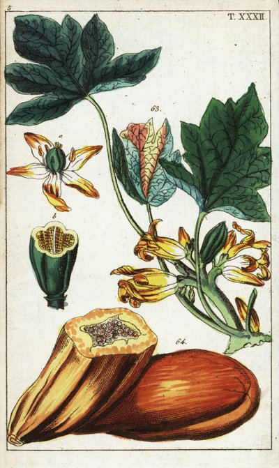 Papaya frukt, seksjon, blomster og blader, Carica papaya. av Unbekannter Künstler
